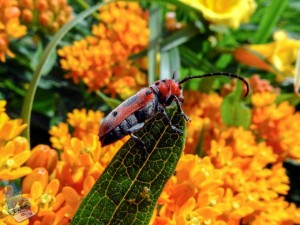 Red Milkweed Beetle