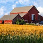 Amber Waves of Grain