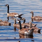 Canada Geese Family Swimming