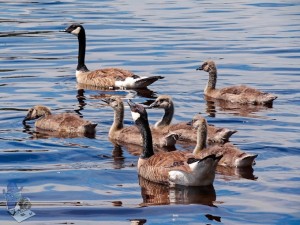 Canada Geese Family Swimming