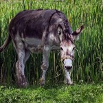 Depressed Donkey