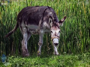 Depressed Donkey