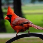 Northern Cardinal