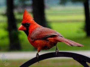 Northern Cardinal