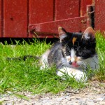 Calico Kitten