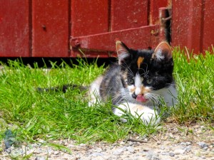 Calico Kitten