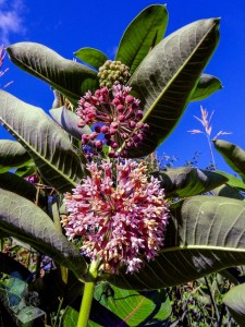 Milkweed Blossoms