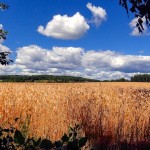 Grain Field