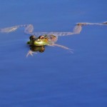 Floating Frog