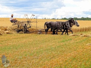 Grain Binder