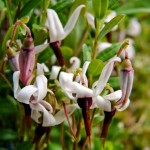 Cranberry Blossoms