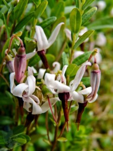 Cranberry Blossoms