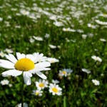 Field of Daisies