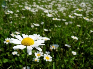 Field of Daisies