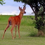 Whitetail Buck