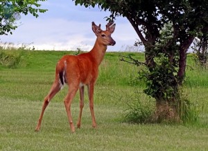 Whitetail Buck