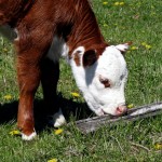 Wood Nibbler Hereford Calf