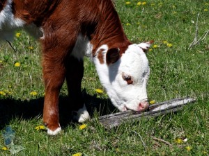 Wood Nibbler Hereford Calf