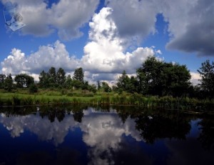 Summer Day at the Pond