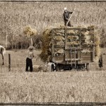 Loading Oat Bundles