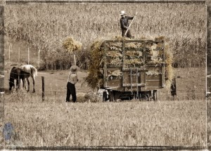 Loading Oat Bundles