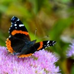 Red Admiral Butterfly