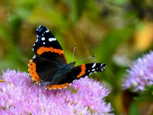 Red Admiral Butterfly