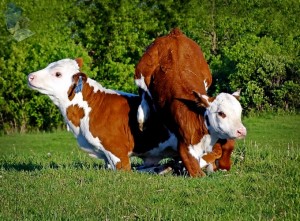 Leap frog Calves