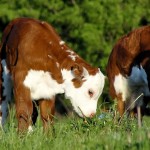 Grass Nibbling Hereford Calf