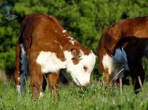 Grass Nibbling Hereford Calf