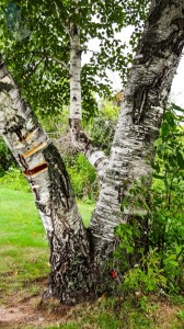 Forgotten Tree Trunk