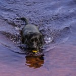 Retrieving Lab