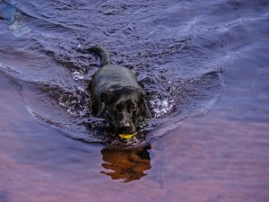 Retrieving Lab