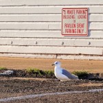 Unloading Sea Gull