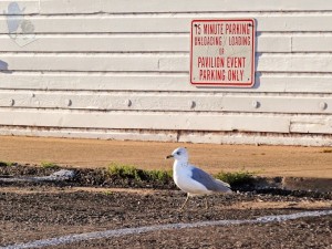 Unloading Sea Gull