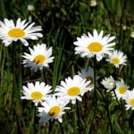 White Daisies