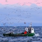 Sea Gulls Chasing the Courtney Sue