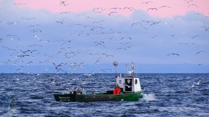 Sea Gulls Chasing the Courtney Sue