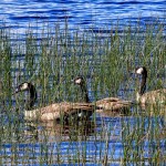 Hiding Geese