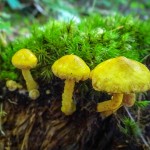 Yellow Mushrooms