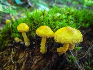 Yellow Mushrooms