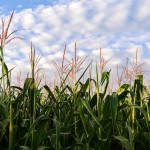 Corn Hoping for a Late Freeze