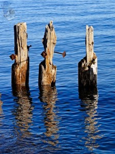 Weathered Wooden Warriors