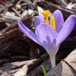 Crocus Peeking Out