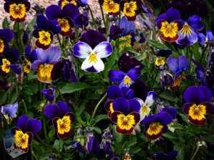 Smiling Flowers