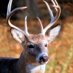 Whitetail Deer