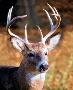 Whitetail Deer