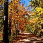 Up an Autumn Trail