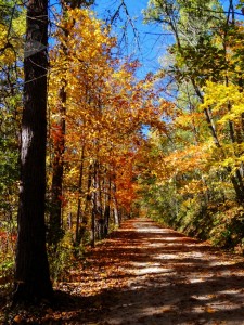 Up an Autumn Trail