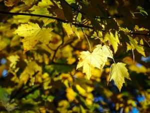 Catching the Last Golden Glow